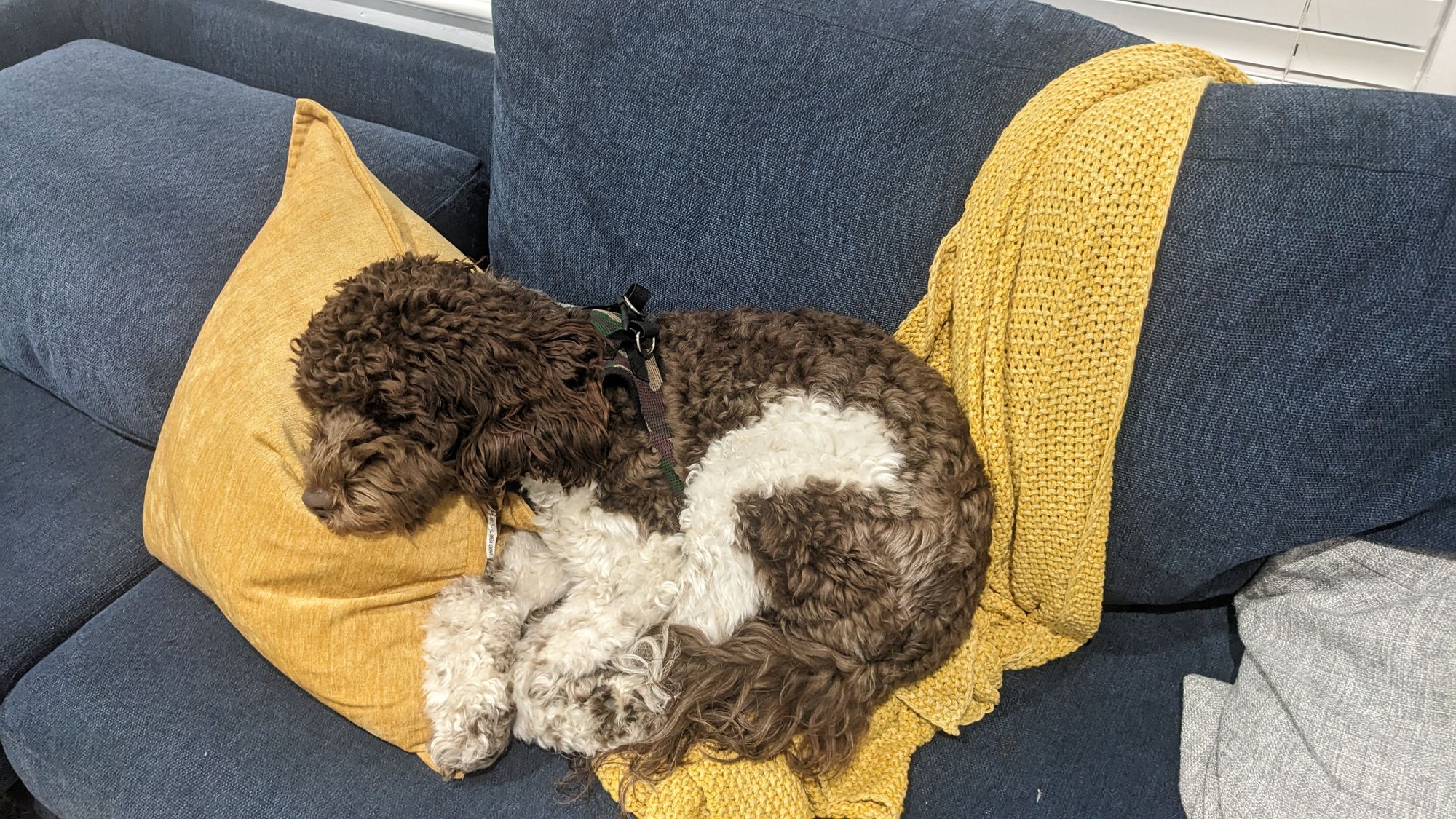 A brown and white labradoodle curled up asleep on a yellow blanket, on a blue couch.